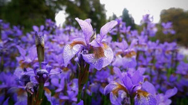 Iris,  a sacred healing plant
